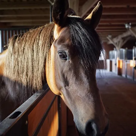 Zespol Palacowy Na Wylacznosc فيلة Pacółtowo